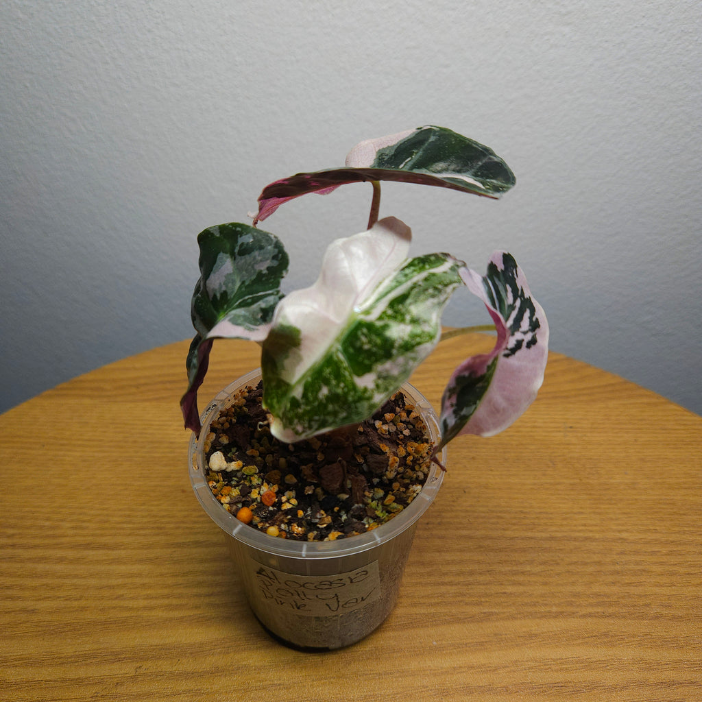 Alocasia Amazonica 'Polly' Pink Variegata