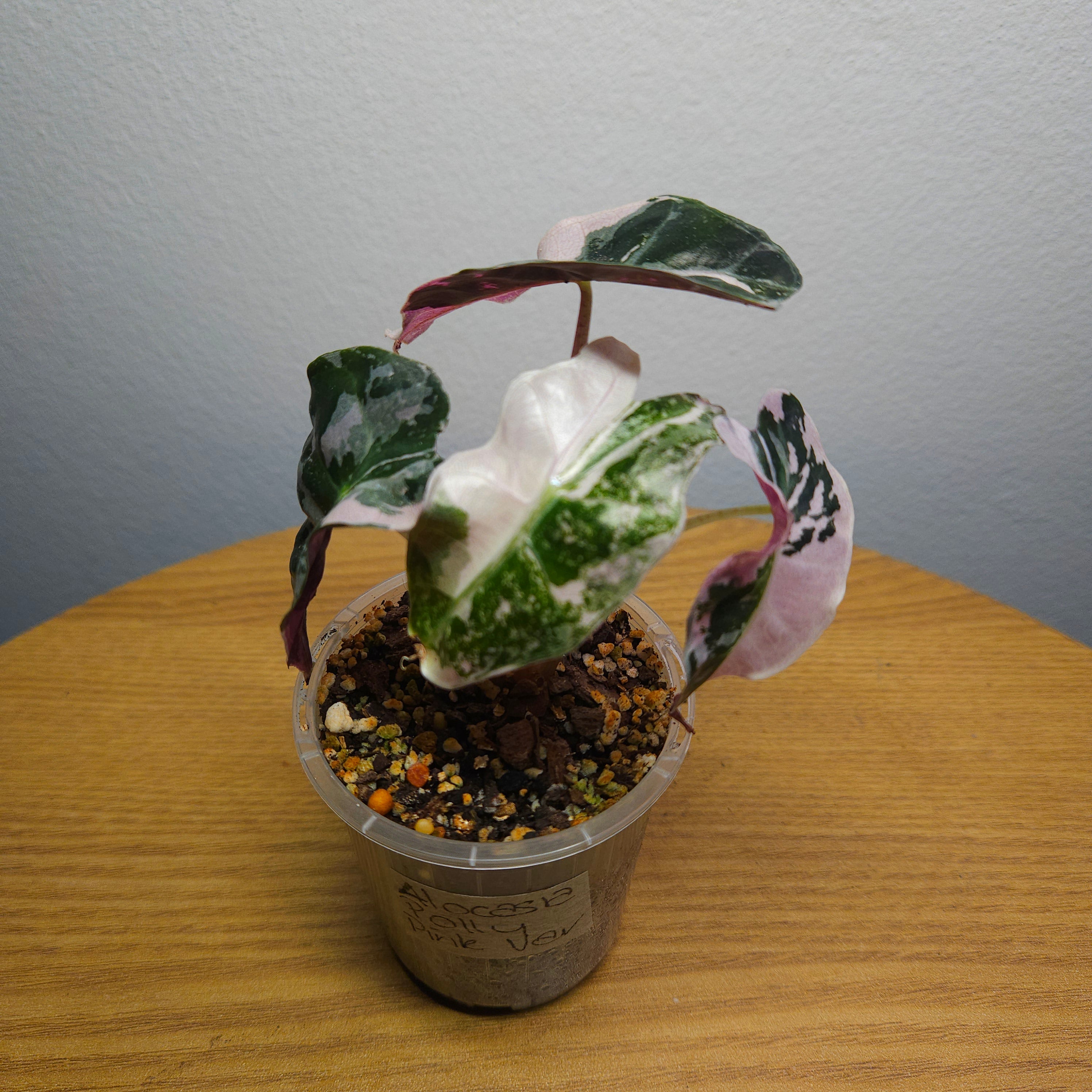 Alocasia Amazonica 'Polly' Pink Variegata