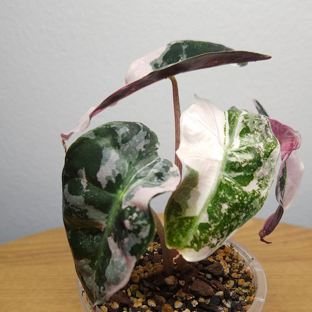 Alocasia Amazonica 'Polly' Pink Variegata