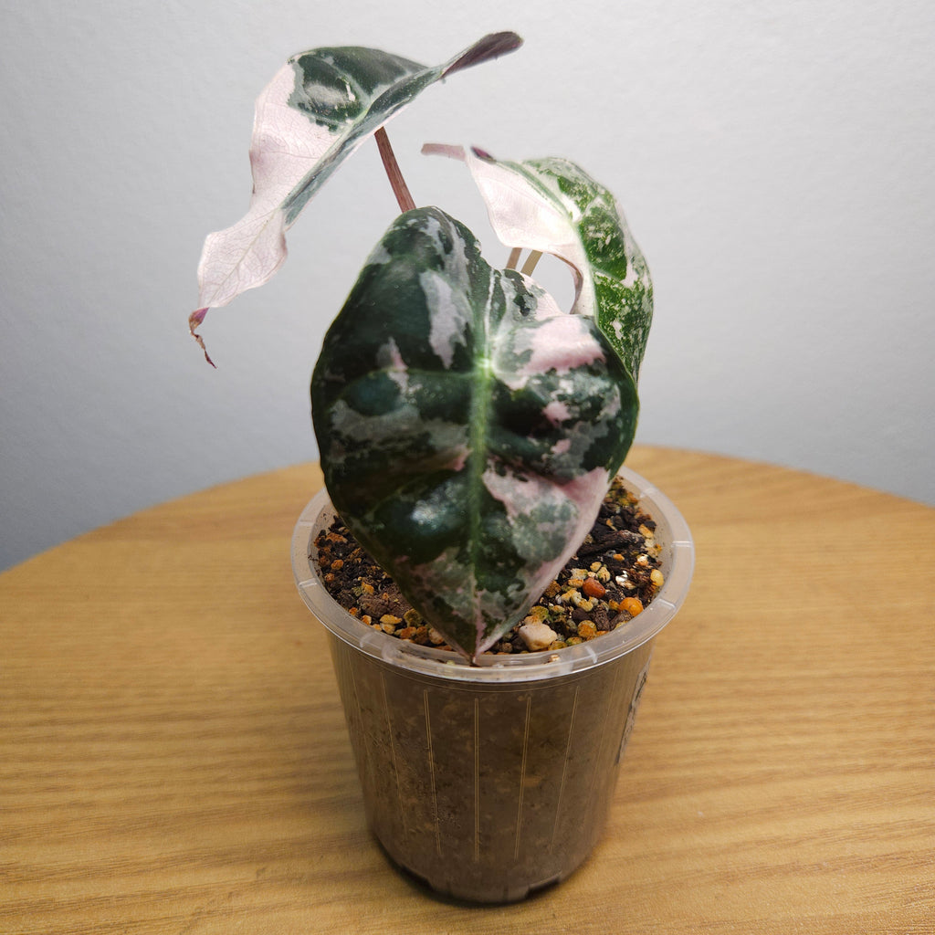 Alocasia Amazonica 'Polly' Pink Variegata