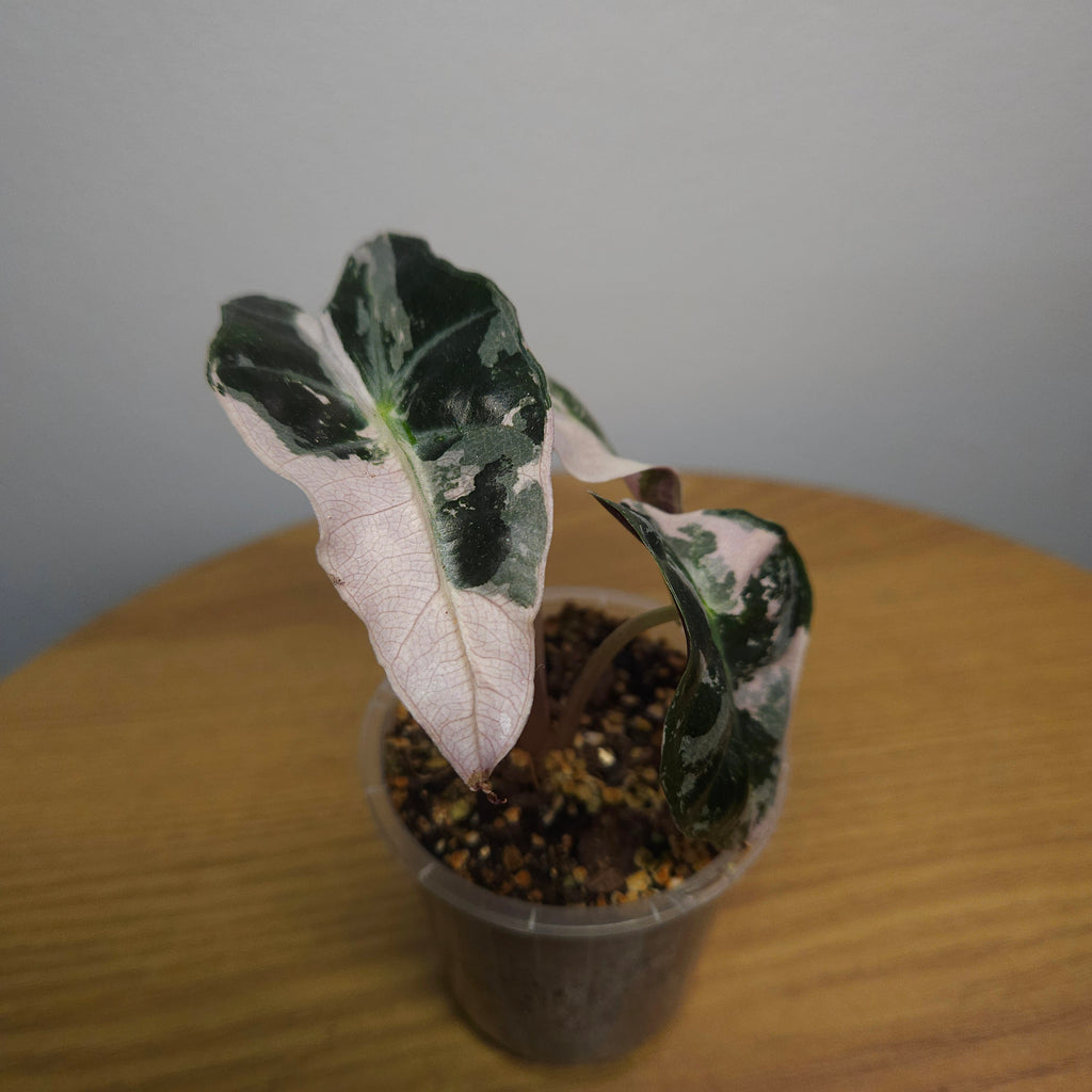 Alocasia Amazonica 'Polly' Pink Variegata