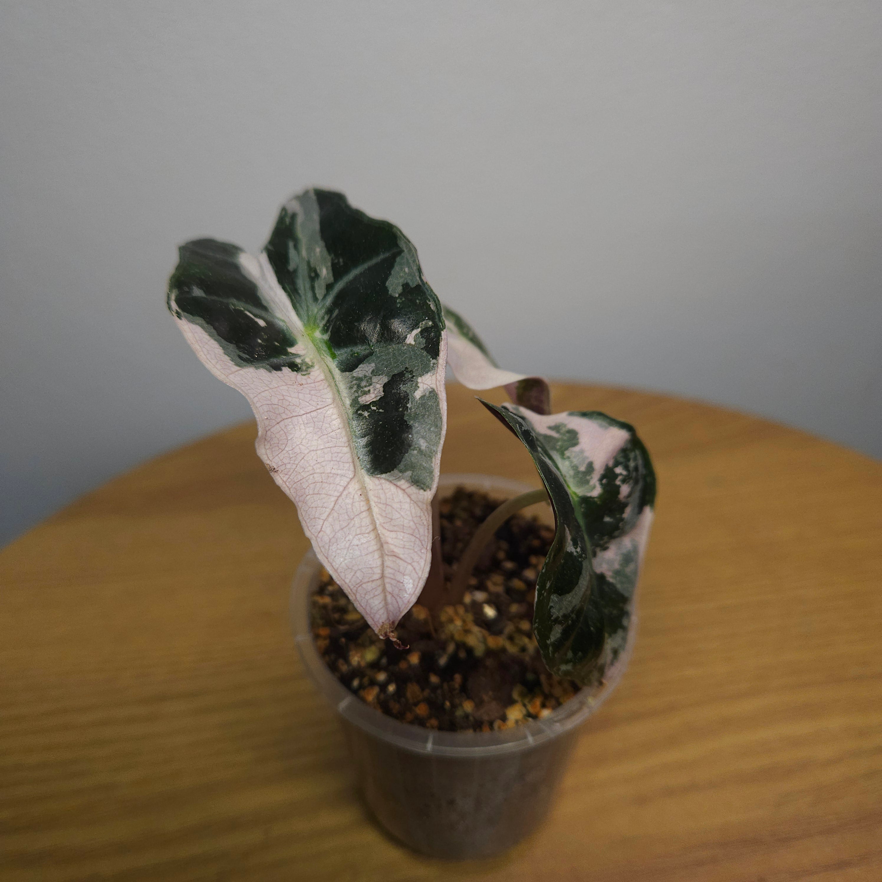Alocasia Amazonica 'Polly' Pink Variegata
