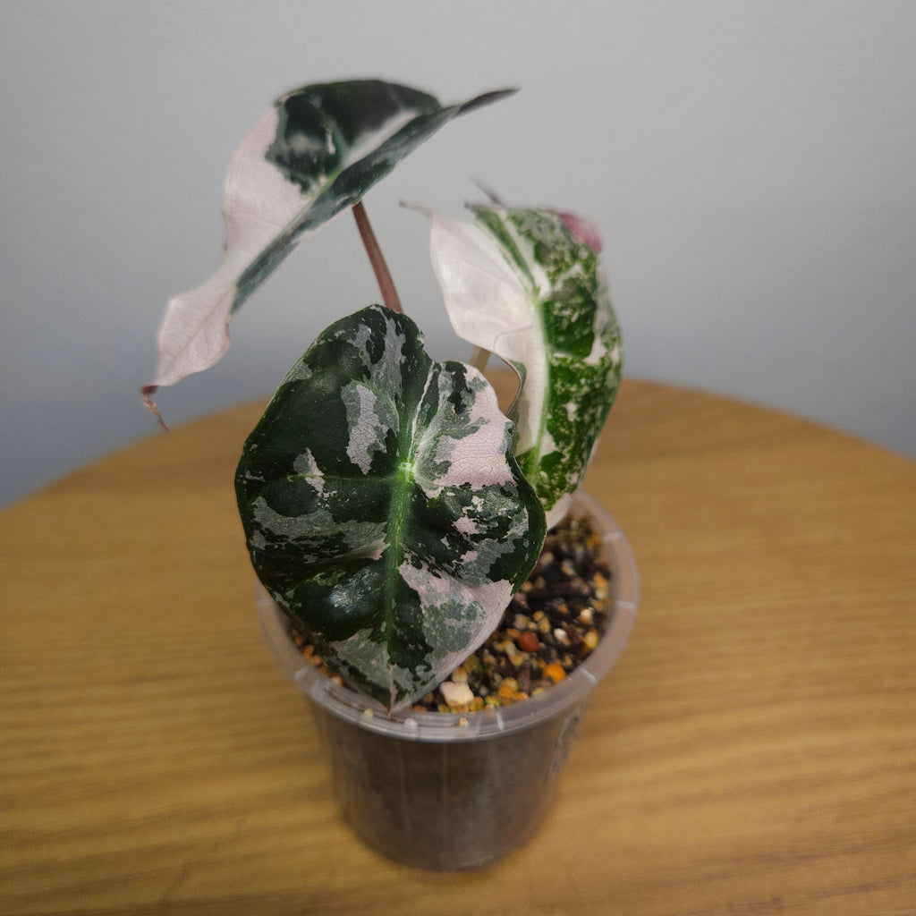Alocasia Amazonica 'Polly' Pink Variegata