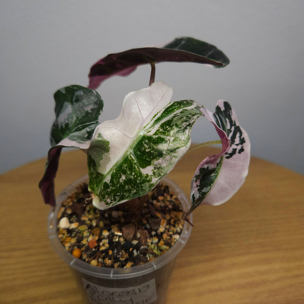 Alocasia Amazonica 'Polly' Pink Variegata