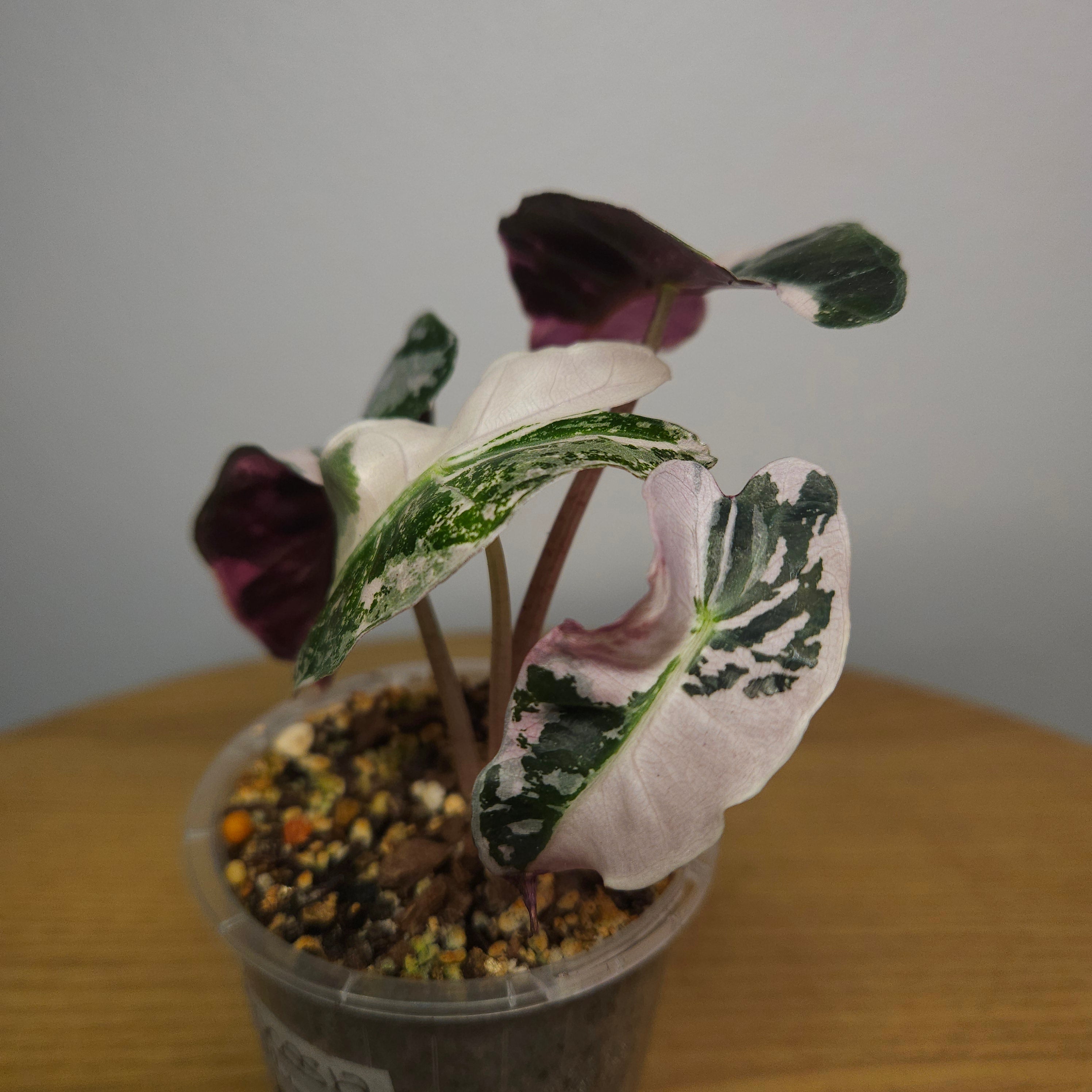 Alocasia Amazonica 'Polly' Pink Variegata