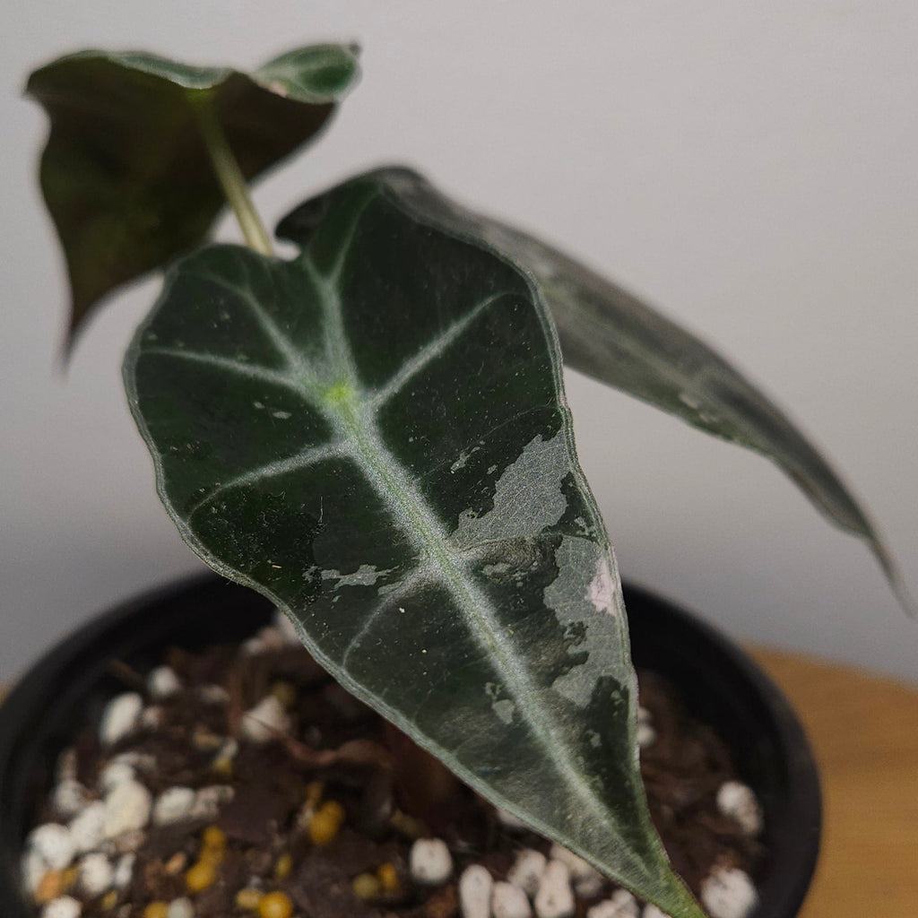 Alocasia Amazonica 'Polly' Silver/Mint Variegata