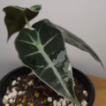 Alocasia Amazonica 'Polly' Silver/Mint Variegata