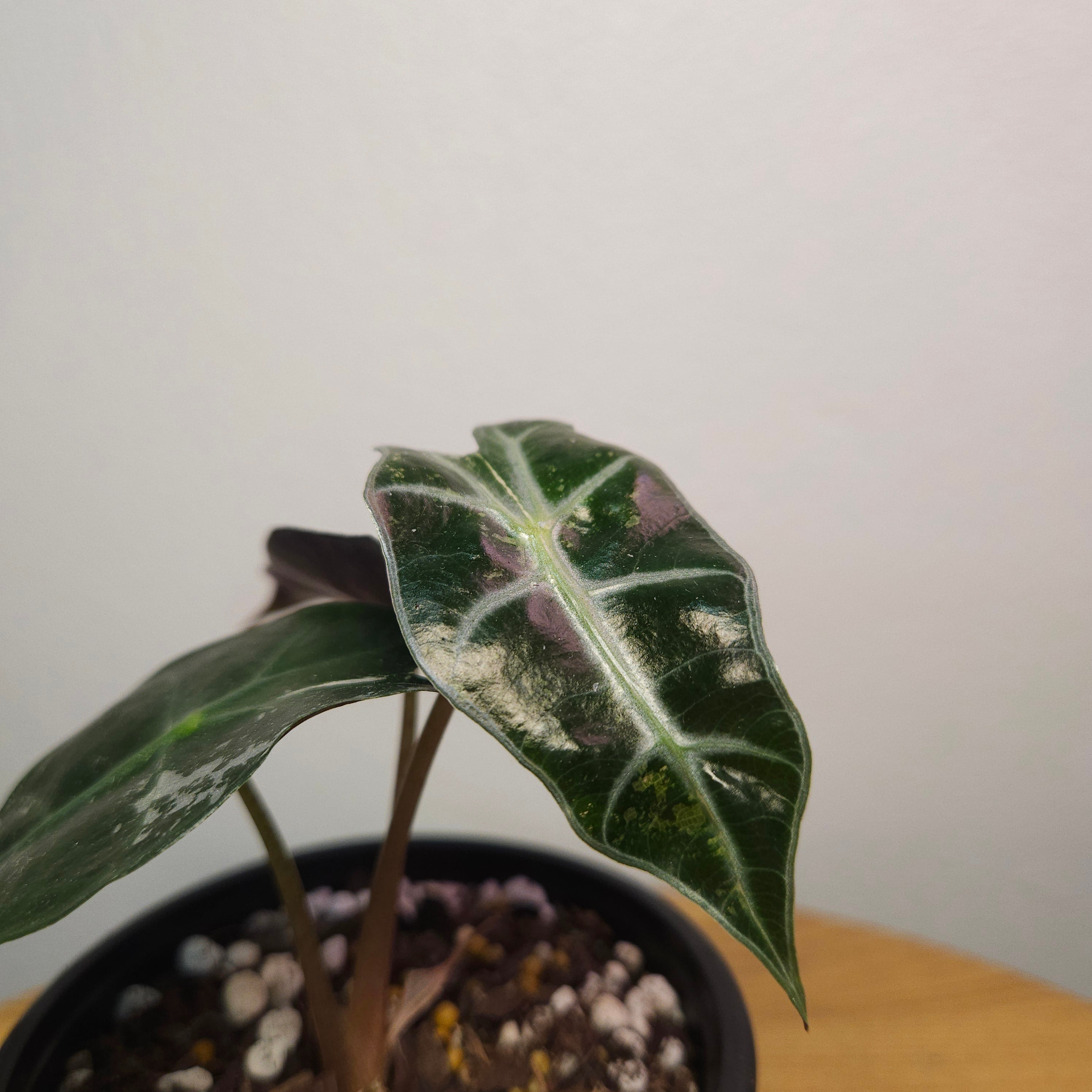 Alocasia Amazonica 'Polly' Silver/Mint Variegata