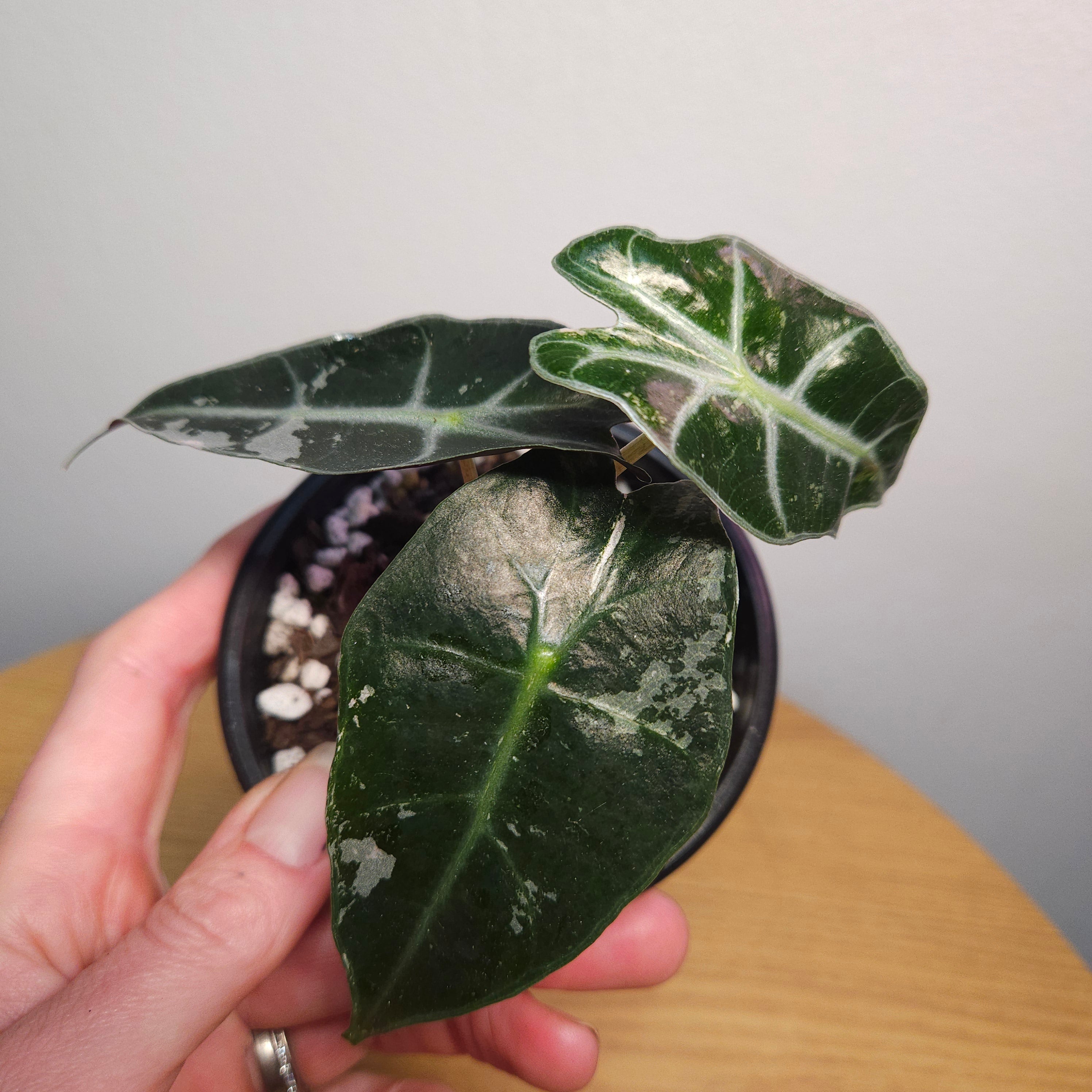 Alocasia Amazonica 'Polly' Silver/Mint Variegata