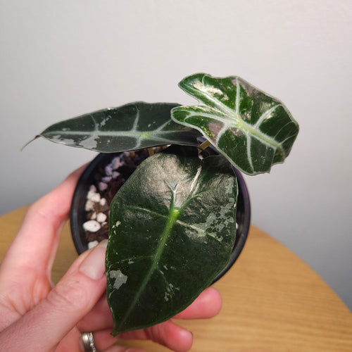 Alocasia Amazonica 'Polly' Silver/Mint Variegata