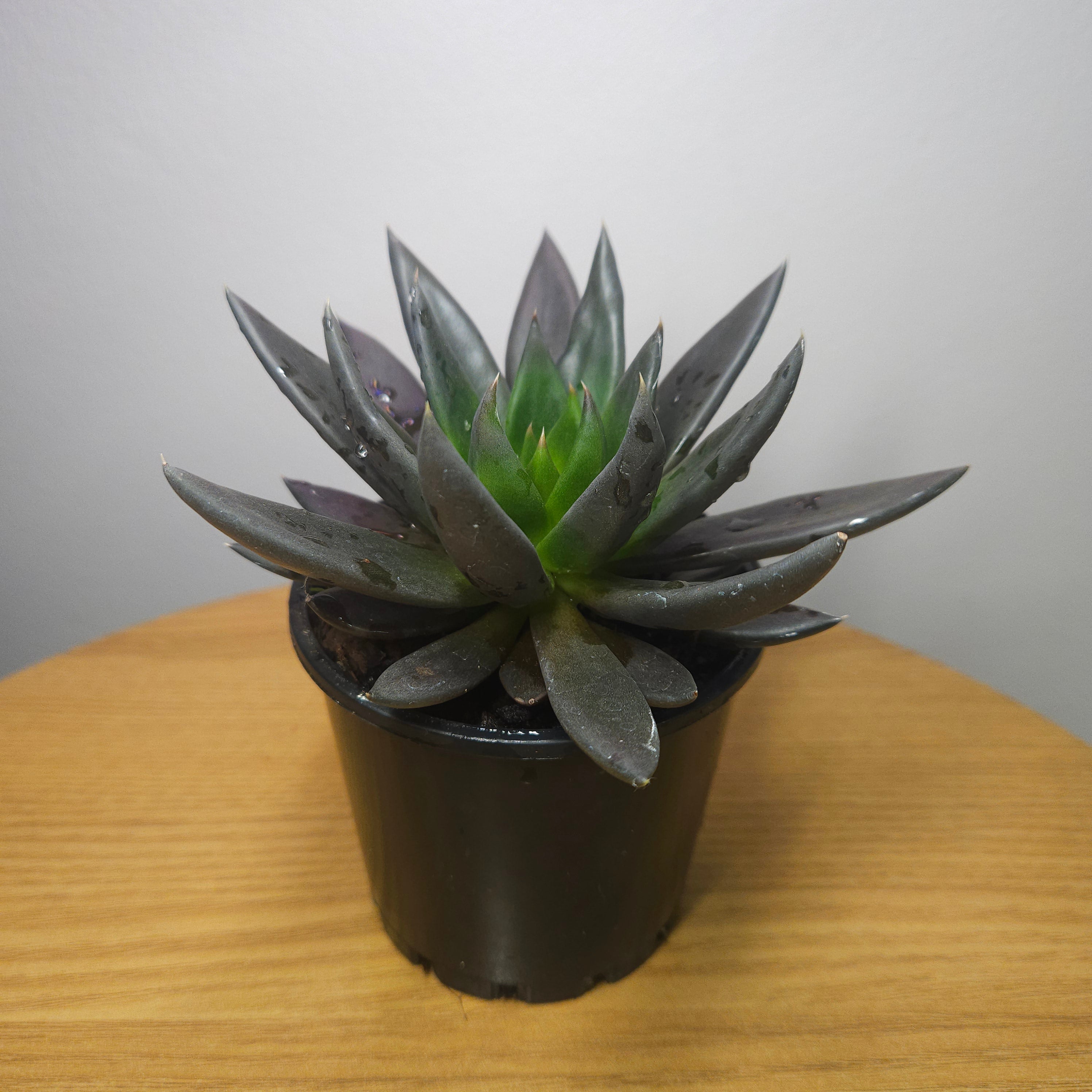 Echeveria Black Knight