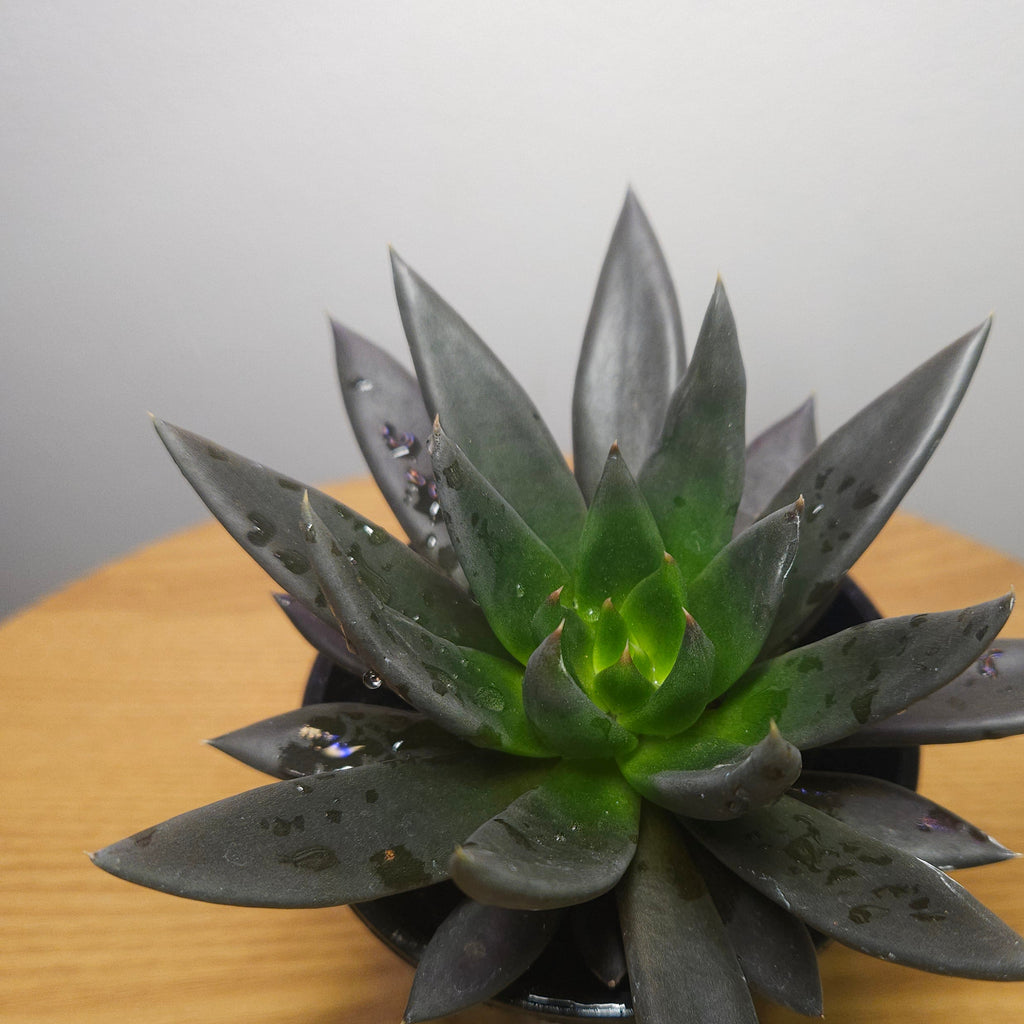 Echeveria Black Knight