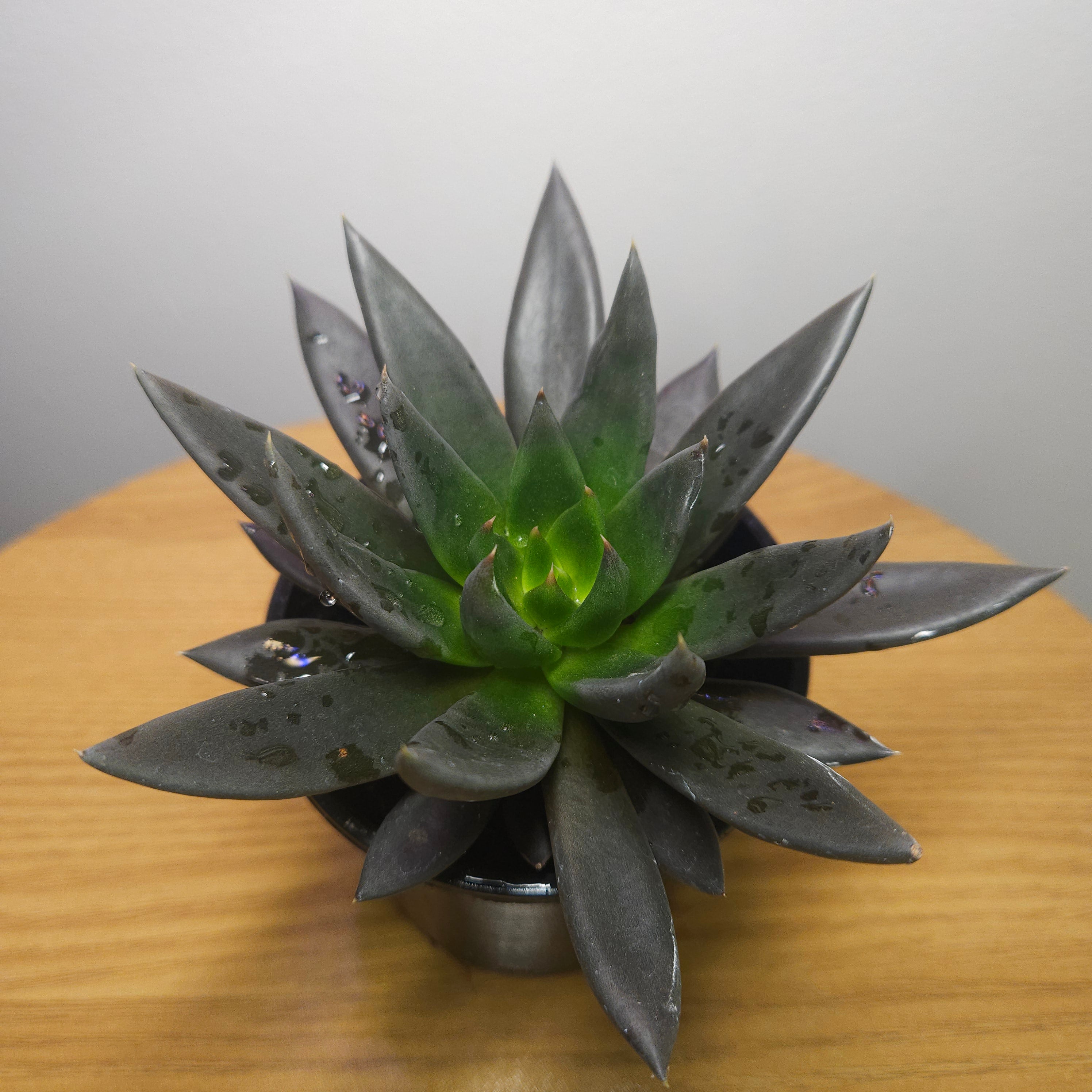 Echeveria Black Knight