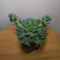 Echeveria Gusto