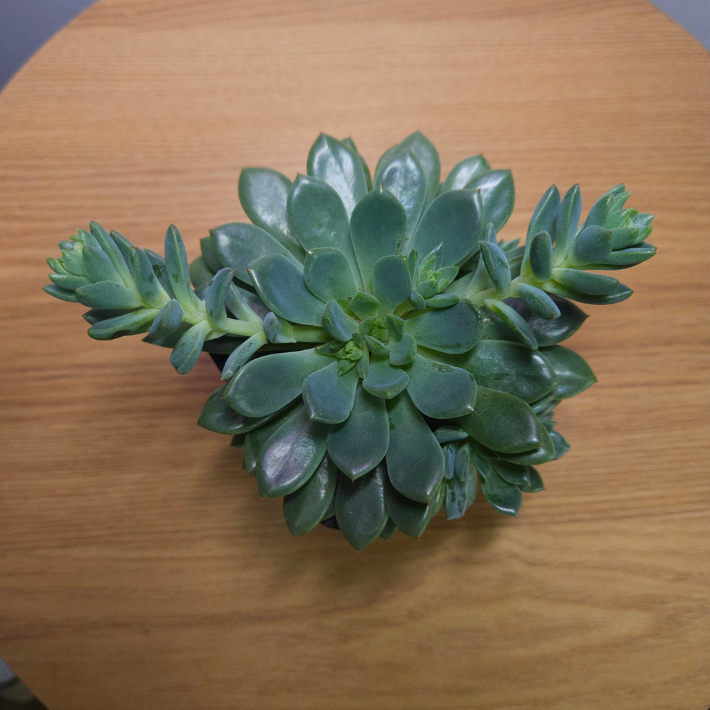 Echeveria Gusto