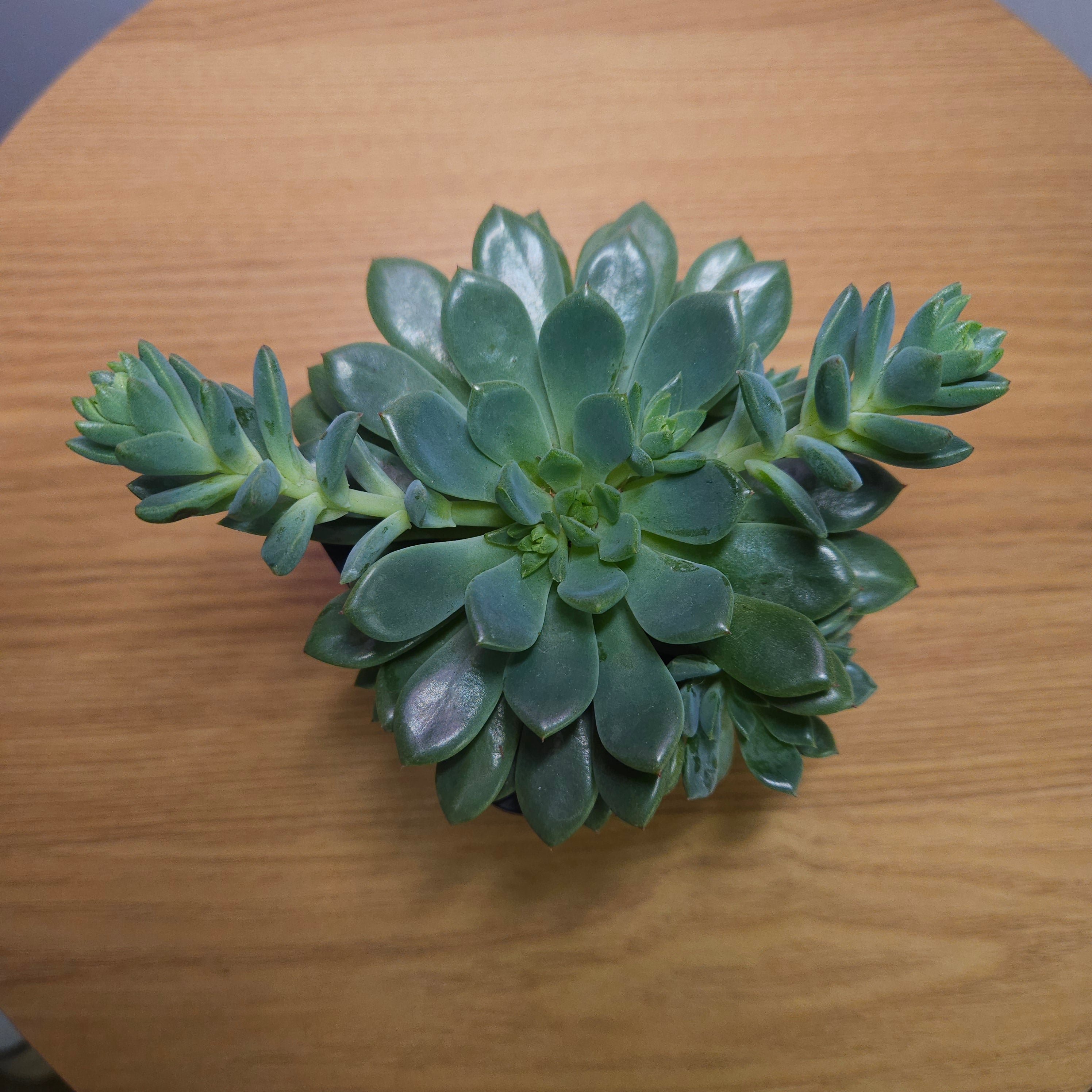 Echeveria Gusto