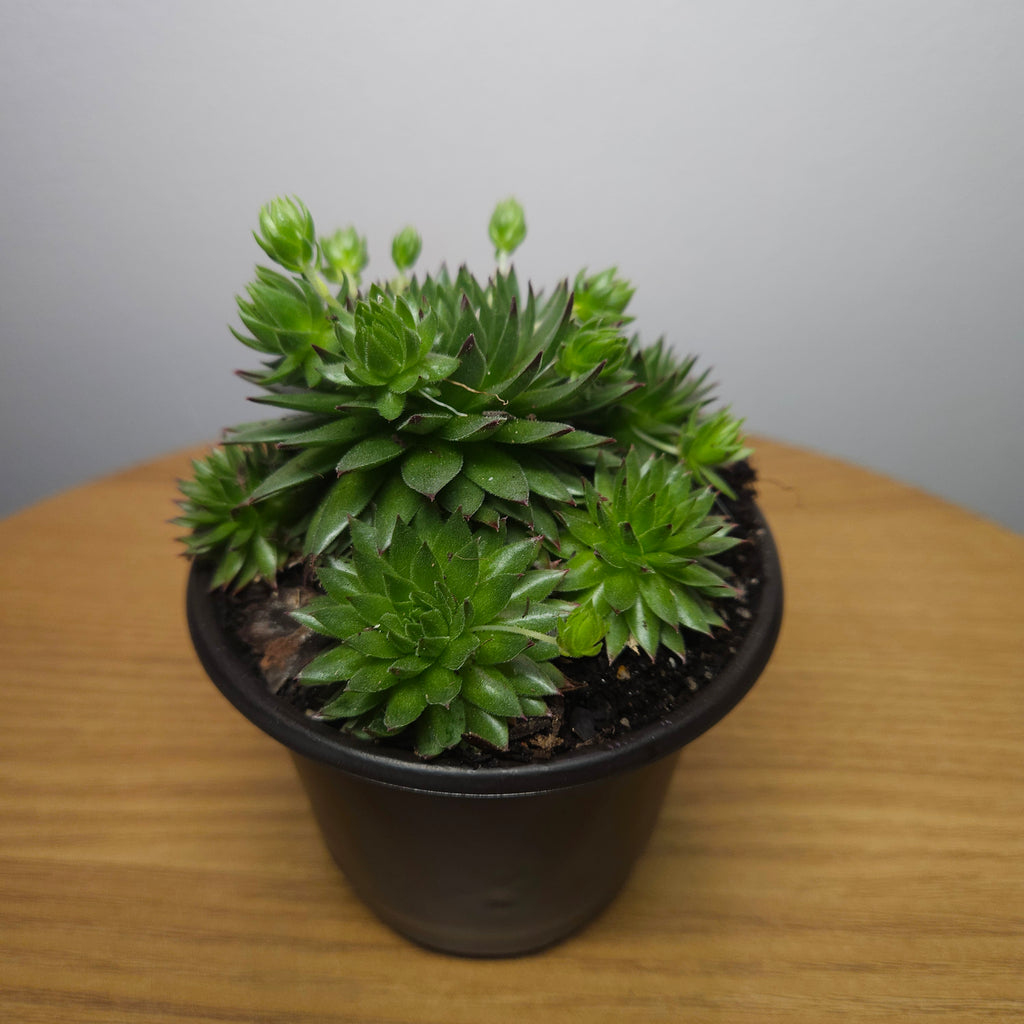 Sempervivum jovibarba fauconetti