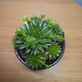 Sempervivum jovibarba fauconetti