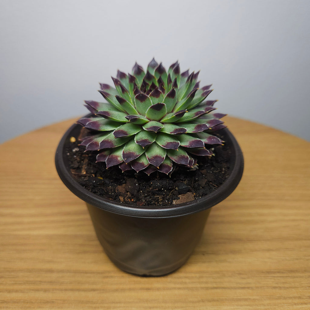 Sempervivum calcareum 'Extra'