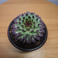 Sempervivum calcareum 'Extra'