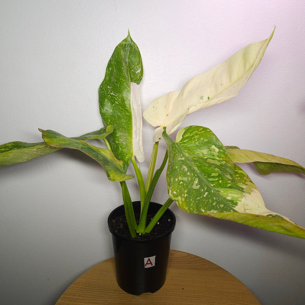 Philodendron Jose Buono Variegated – Well Established Large Aroid Indoor Plant
