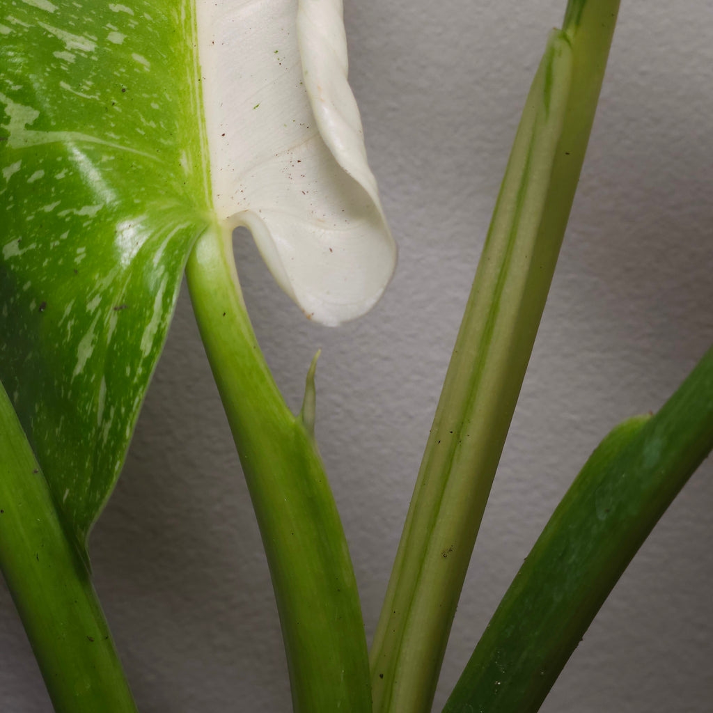 Philodendron Jose Buono Variegated – Well Established Large Aroid Indoor Plant