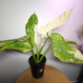 Philodendron Jose Buono Variegated – Well Established Large Aroid Indoor Plant