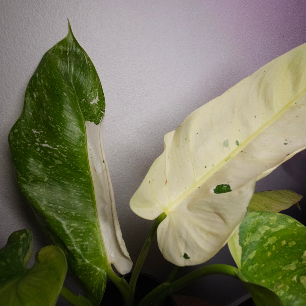 Philodendron Jose Buono Variegated – Well Established Large Aroid Indoor Plant