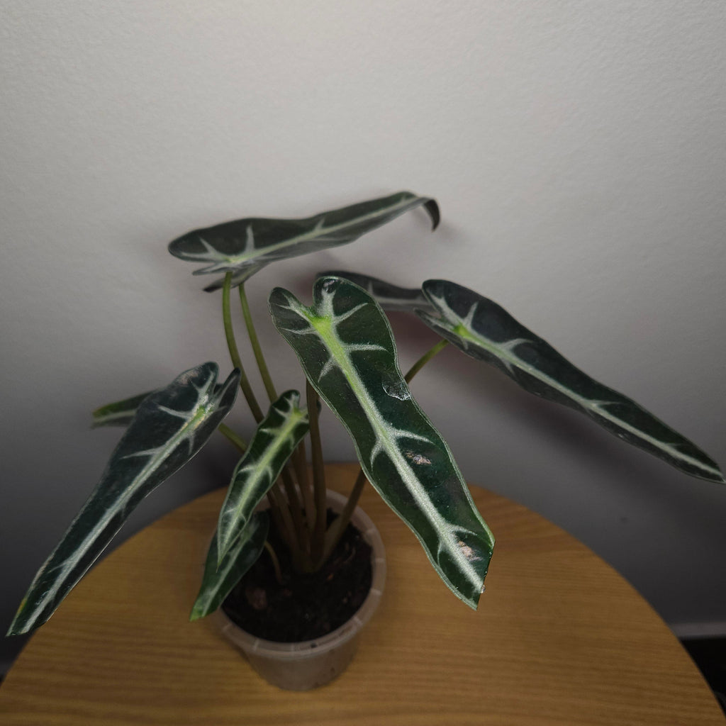 Alocasia amazonica 'Polly' Bambino – Compact Indoor Aroid