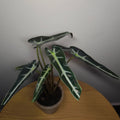 Alocasia amazonica 'Polly' Bambino – Compact Indoor Aroid