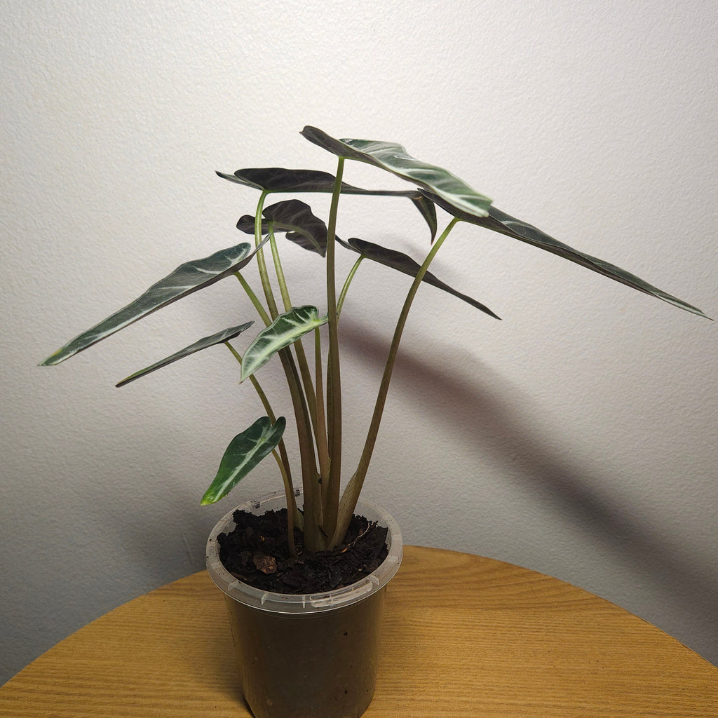 Alocasia amazonica 'Polly' Bambino – Compact Indoor Aroid