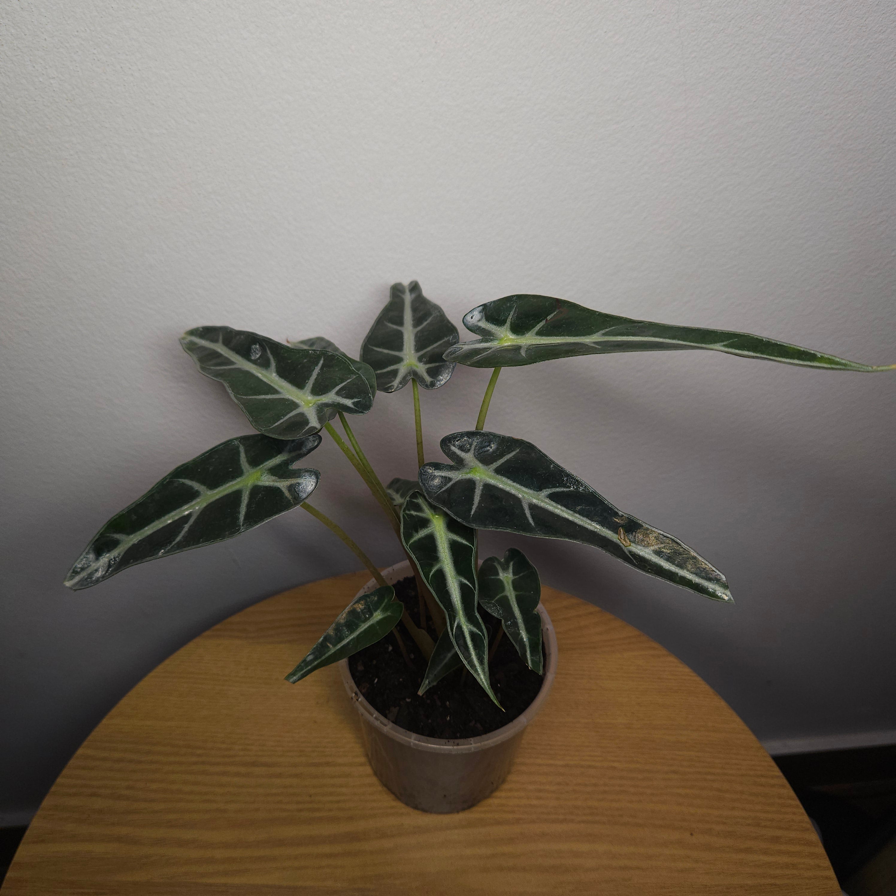 Alocasia amazonica 'Polly' Bambino – Compact Indoor Aroid