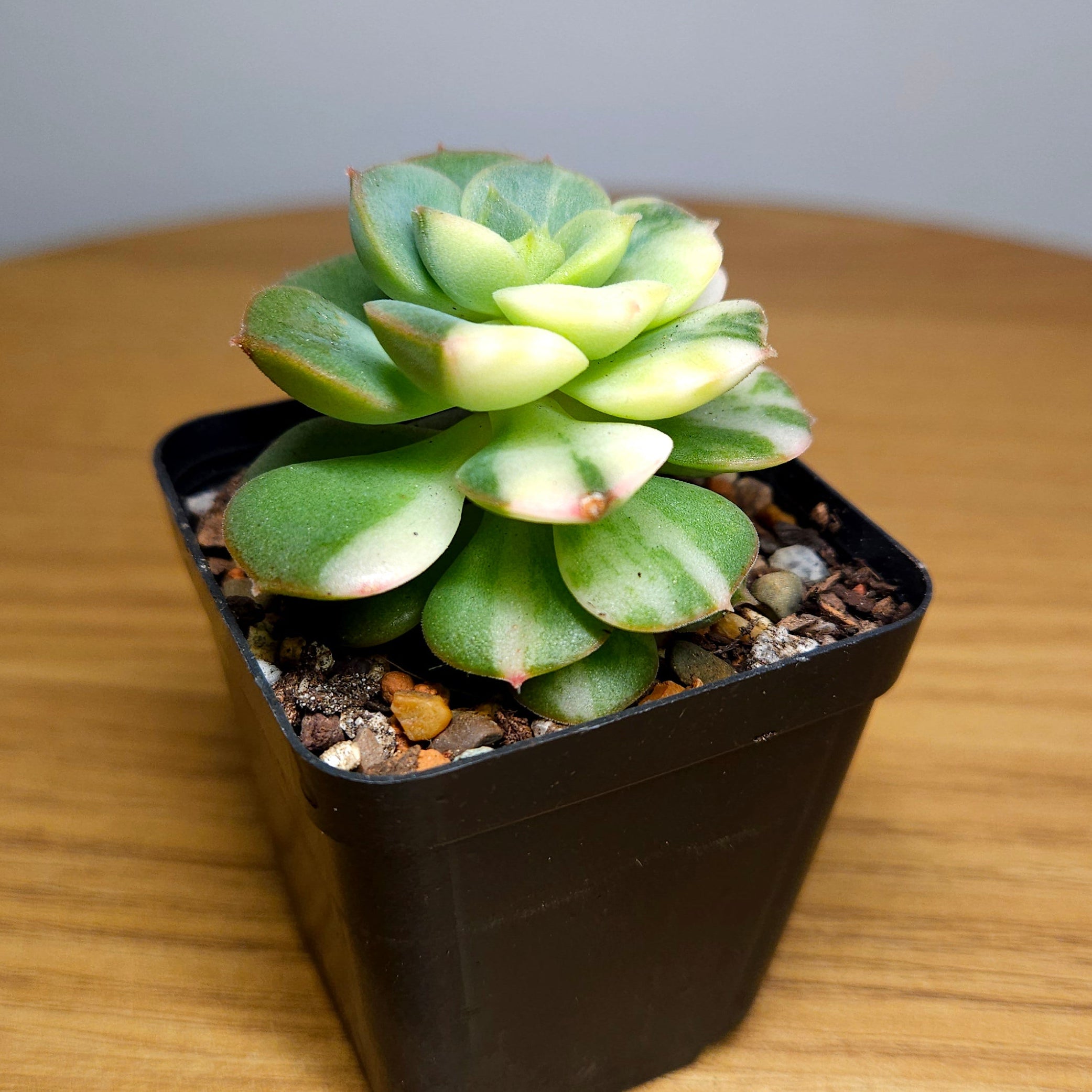 RARE Echeveria ‘Semnan’ Variegated – Beautiful Cream Variegation