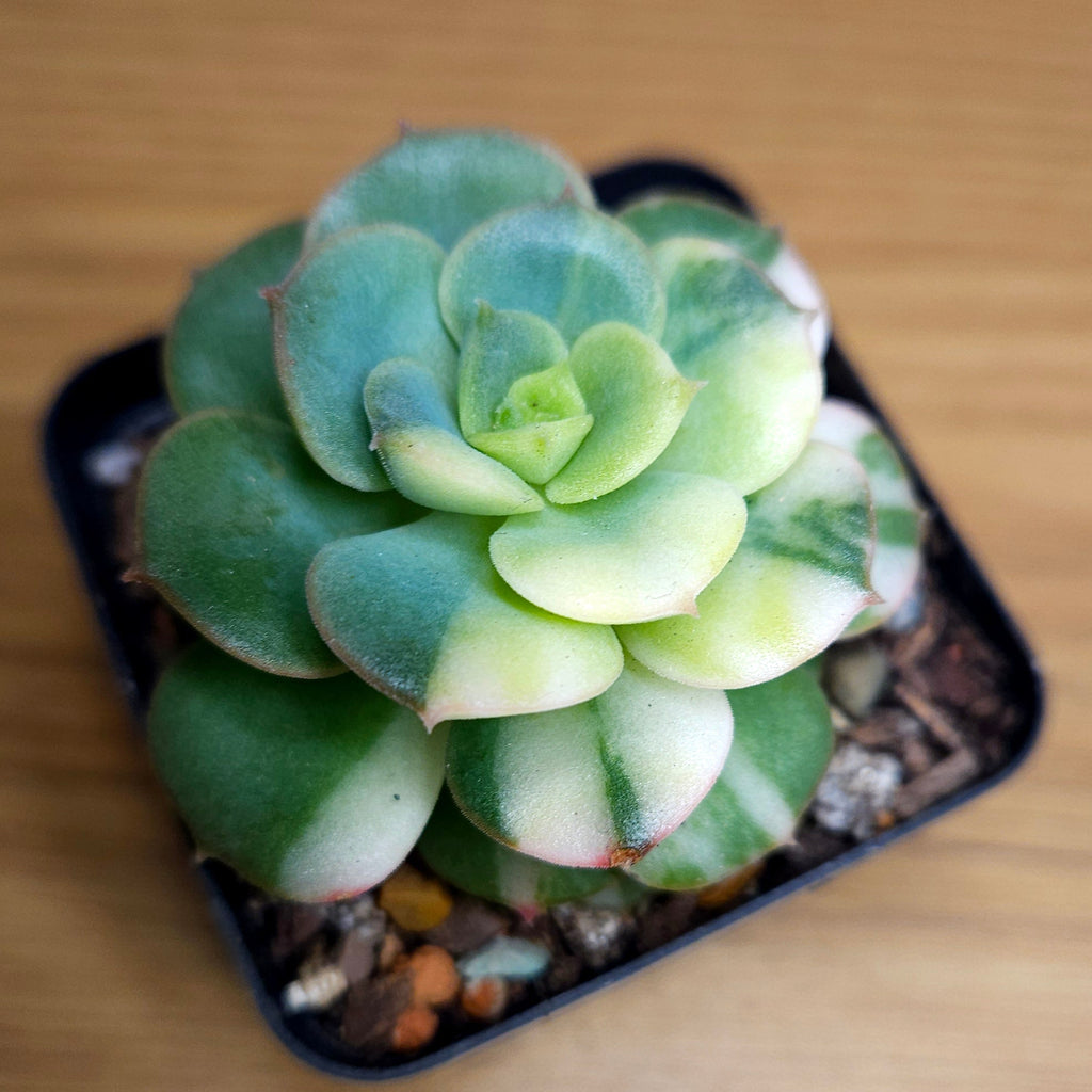 RARE Echeveria ‘Semnan’ Variegated – Beautiful Cream Variegation