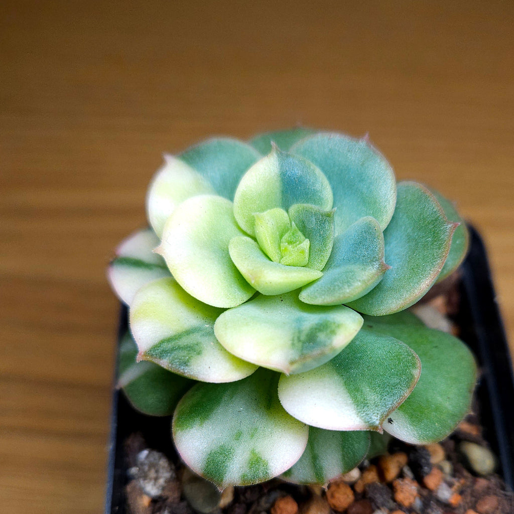 RARE Echeveria ‘Semnan’ Variegated – Beautiful Cream Variegation