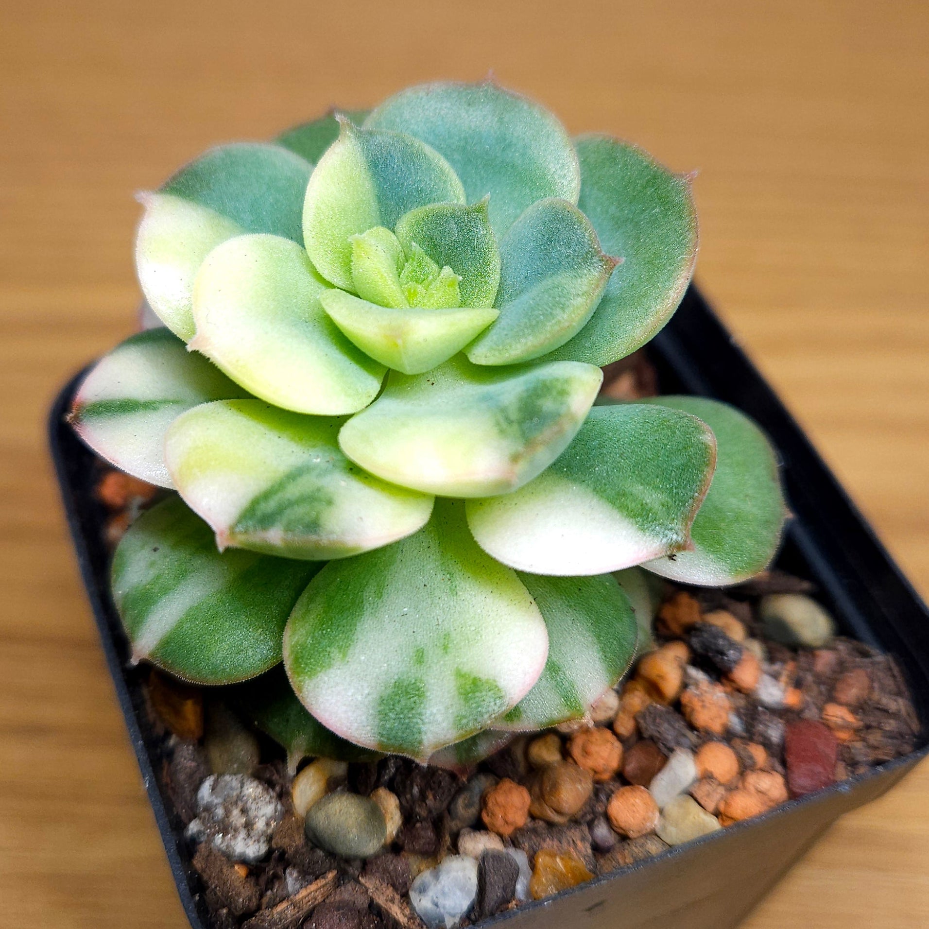 RARE Echeveria ‘Semnan’ Variegated – Beautiful Cream Variegation