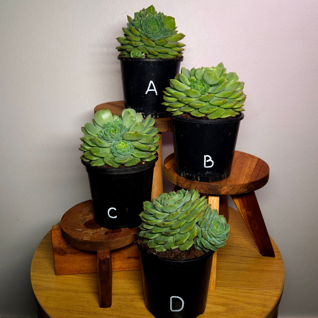 RARE Echeveria 'Dondo' Established Multi Head Cluster