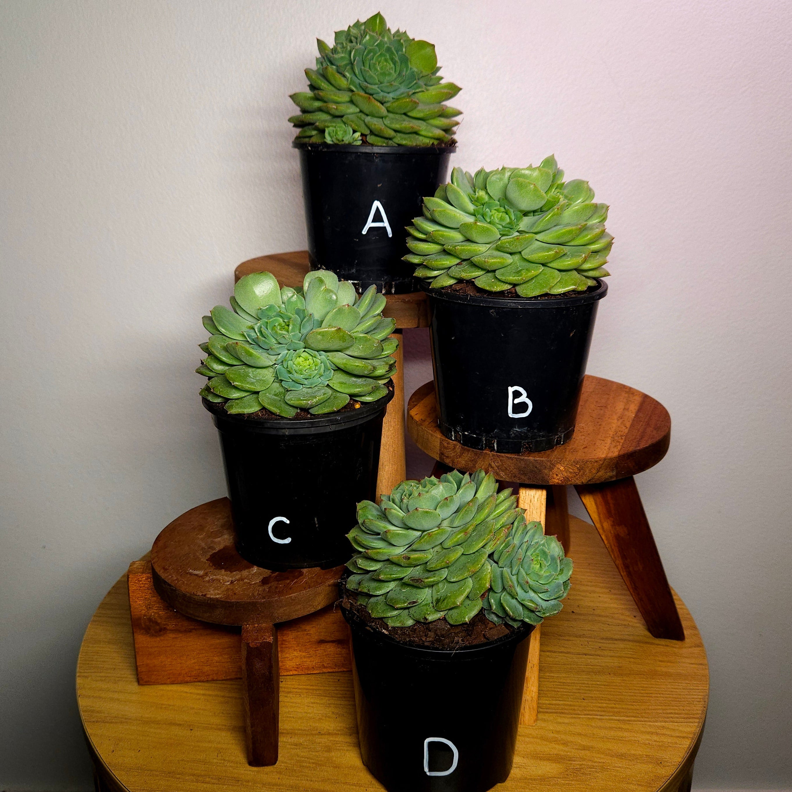 RARE Echeveria 'Dondo' Established Multi Head Cluster