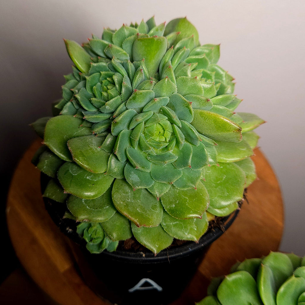 RARE Echeveria 'Dondo' Established Multi Head Cluster