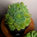 RARE Echeveria 'Dondo' Established Multi Head Cluster