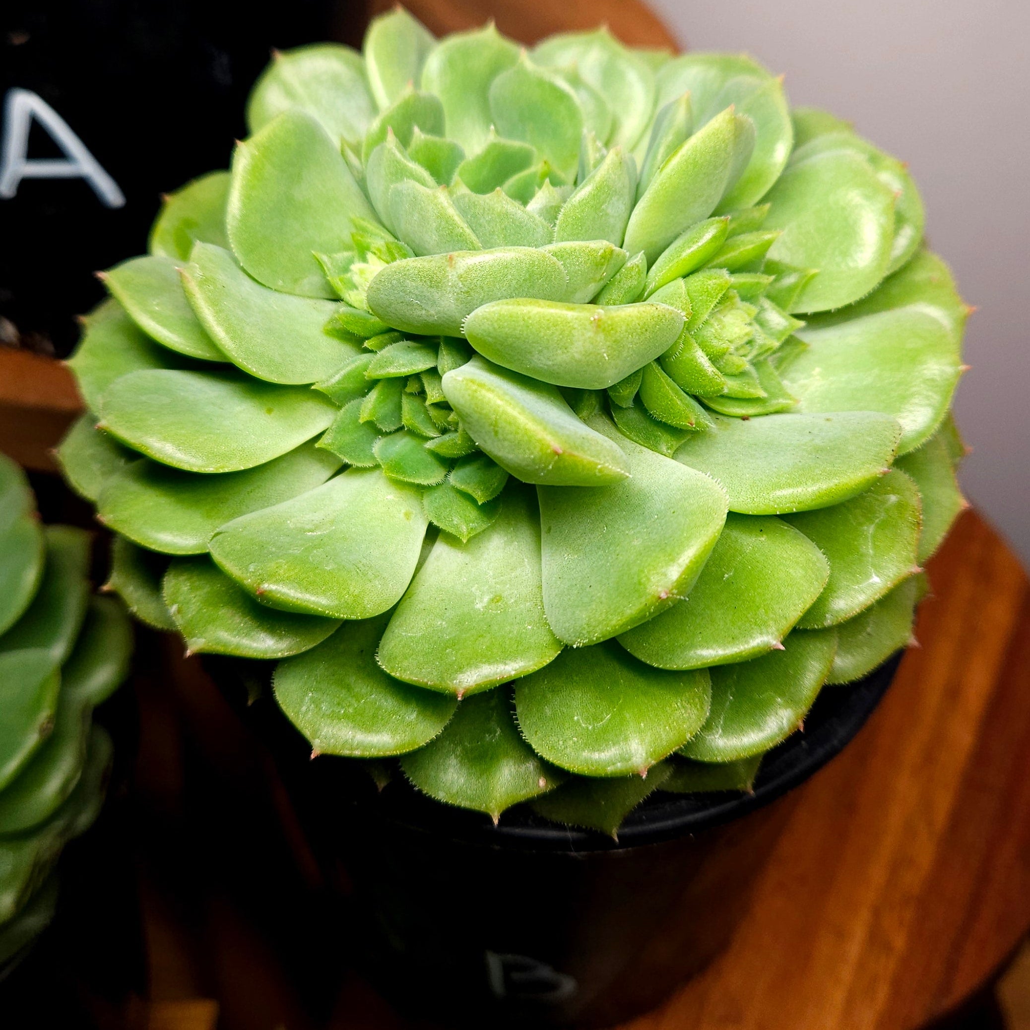 RARE Echeveria 'Dondo' Established Multi Head Cluster