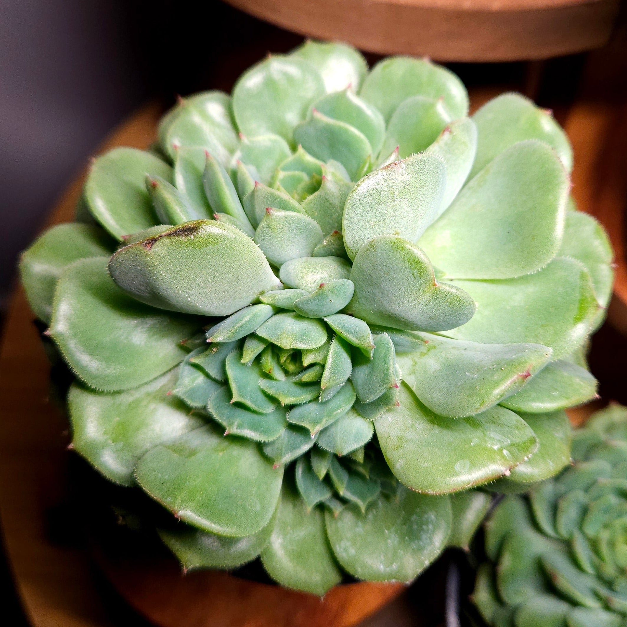 RARE Echeveria 'Dondo' Established Multi Head Cluster