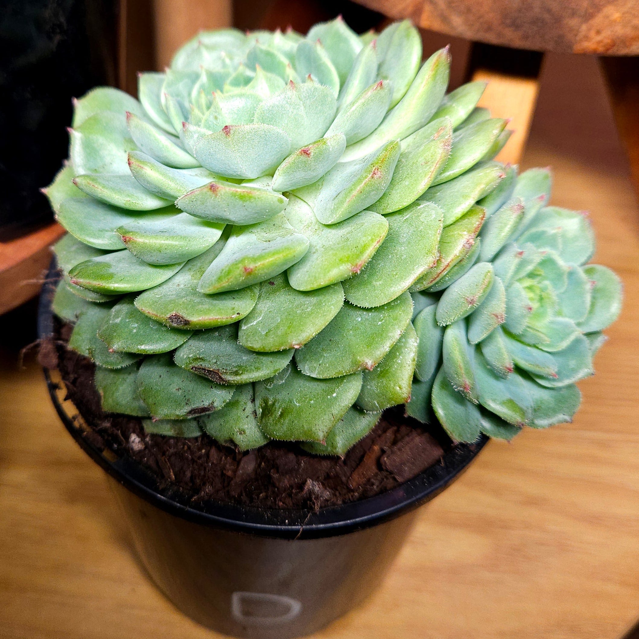RARE Echeveria 'Dondo' Established Multi Head Cluster
