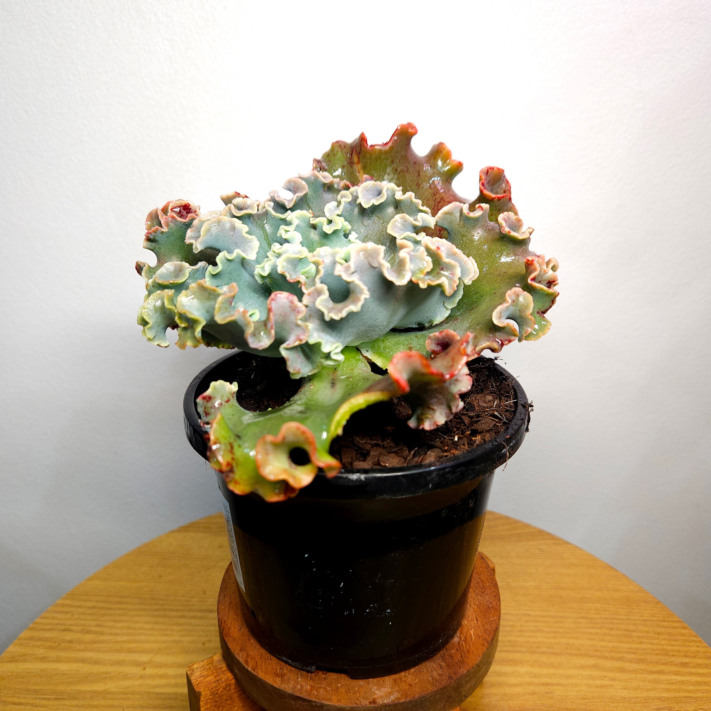 RARE Echeveria ‘Orana’ / Orana Crinkle – Large Frilly Established Succulent