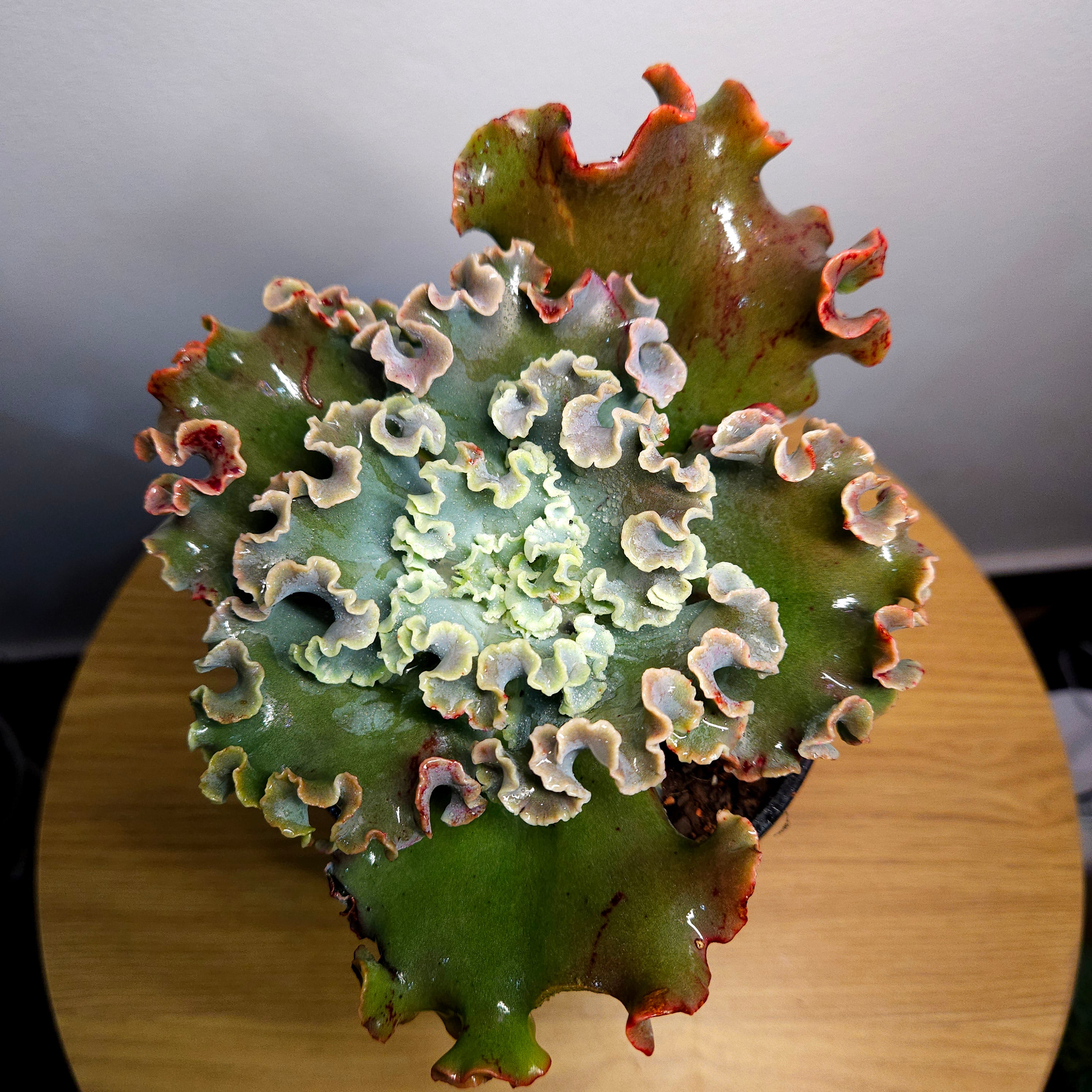 RARE Echeveria ‘Orana’ / Orana Crinkle – Large Frilly Established Succulent