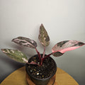Philodendron Pink Princess Galaxy - Marble Variegated RARE
