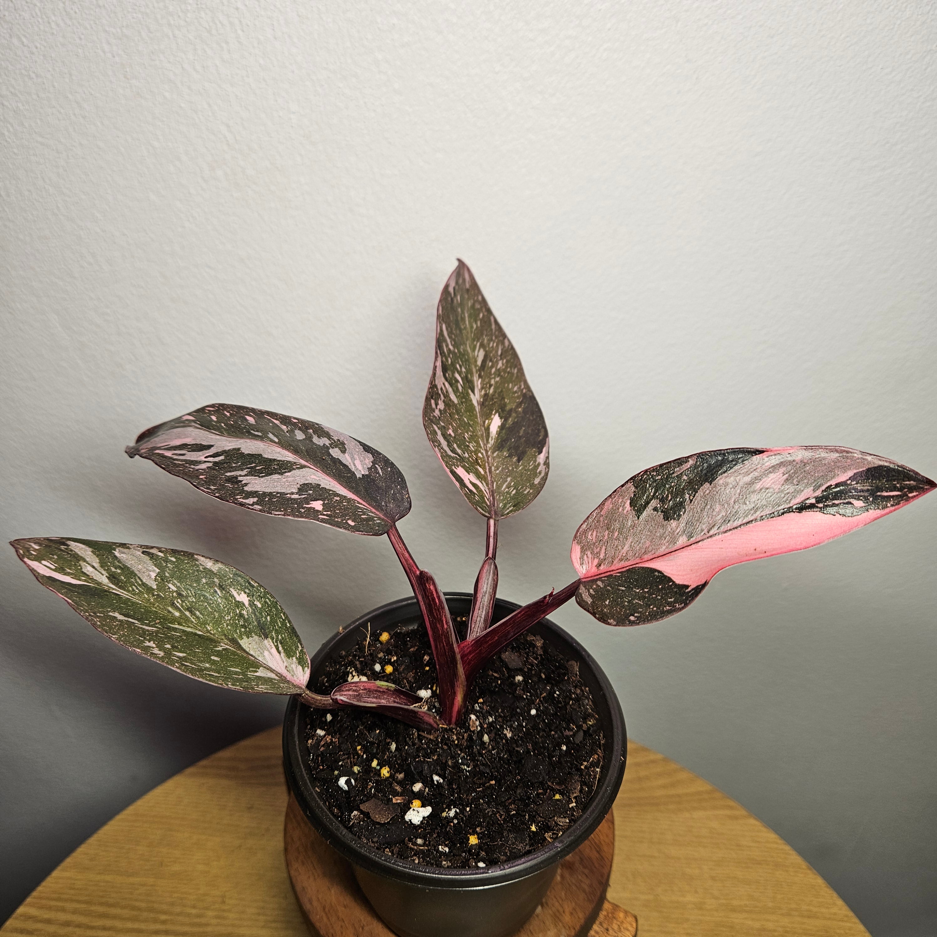 Philodendron Pink Princess Galaxy - Marble Variegated RARE