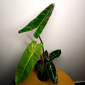 Philodendron billietiae