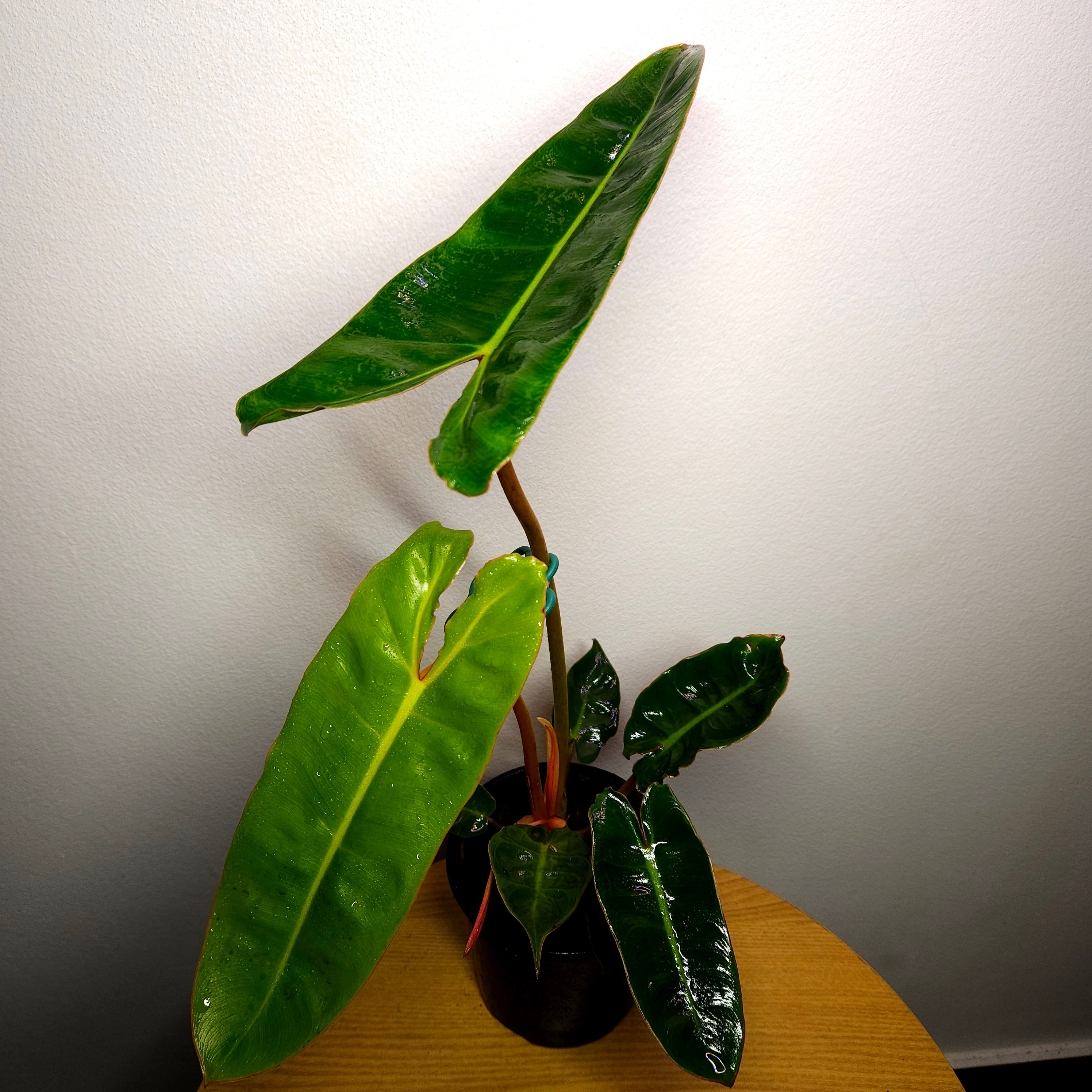 Philodendron billietiae