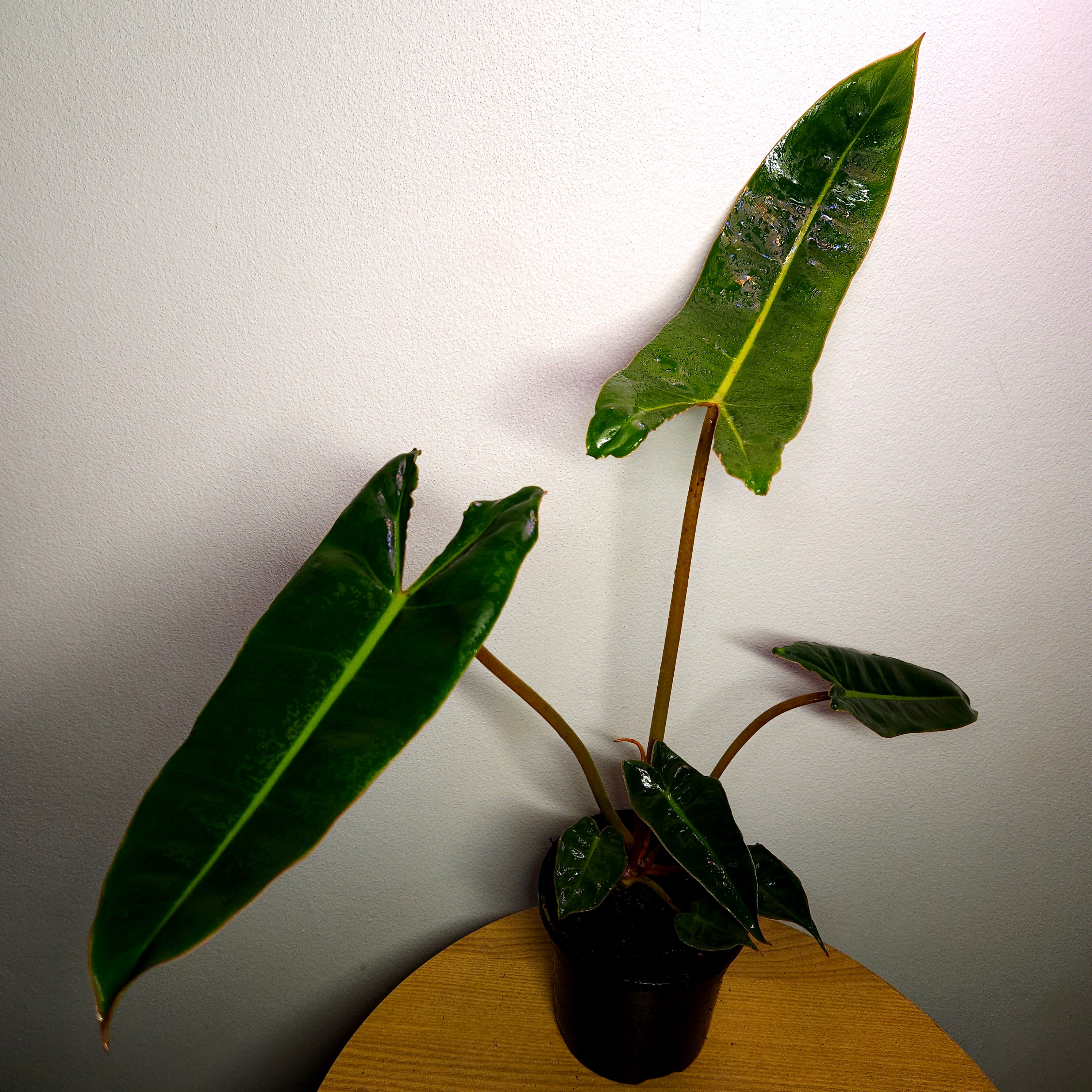 Philodendron billietiae
